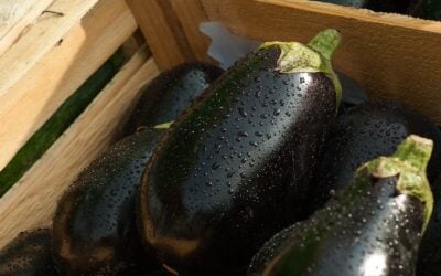Eggplant: Not Just a Sexy Emoji!